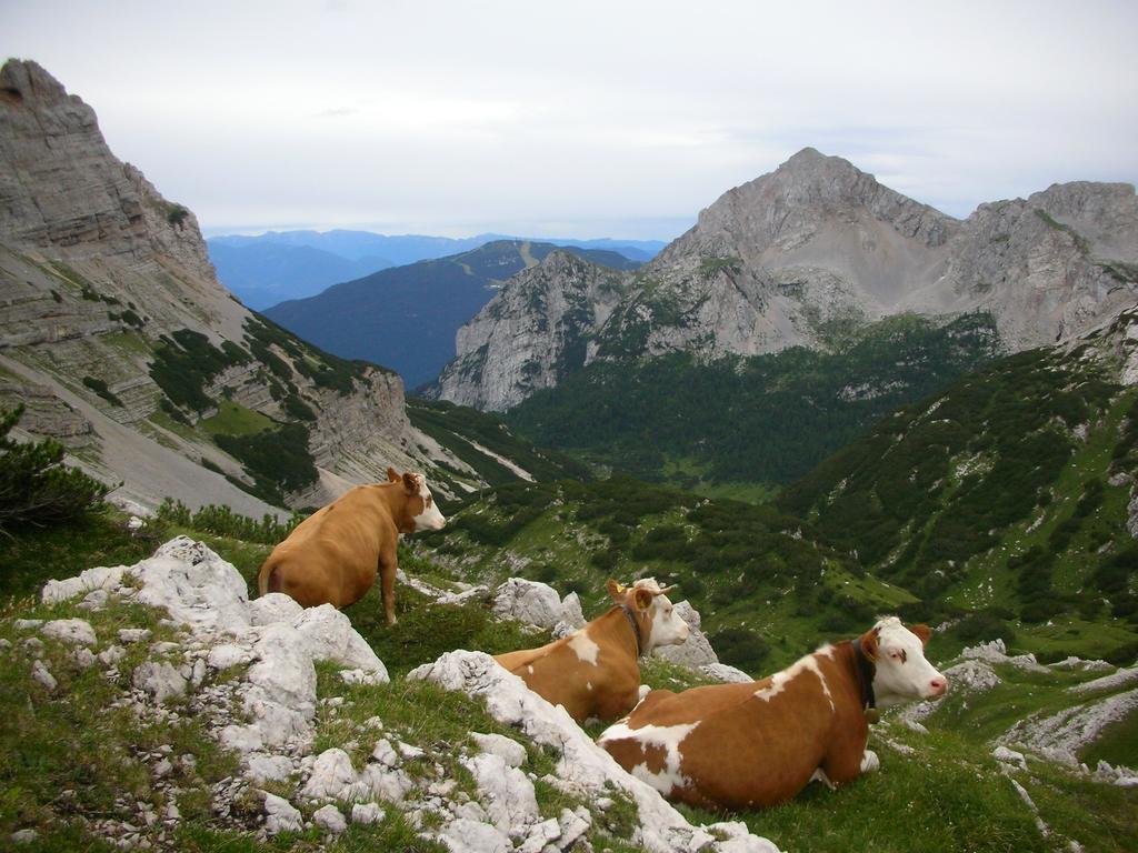 Alpotel Dolomiten Molveno Buitenkant foto